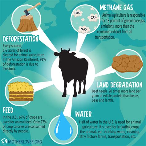 How Does Animal Farming Cause Pollution